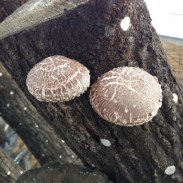 하늘마음,(SSG)[하늘마음] 유기농 건표고(세트)